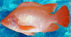 ALEVINOS DE TILAPIA cali, colombia
