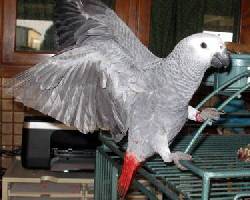 Loros grises africanos con talento cali, colombia