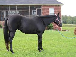 caballos para la adopcion peurto rico, usa