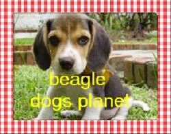 beagle cachorritos vendo  bogota, colombia