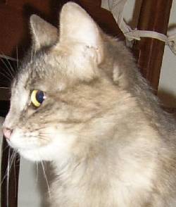 gatica esterilizada busca hogar RESPONSABLE y AMOROSO. bogota, colombia
