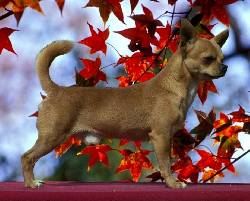 CHIHUAHUEO - CHIHUAHUAS  Criadero Profesional Quettaro, Mxico