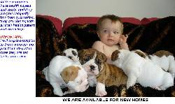 AKC Bulldogs Para Adopcin madrid, colombia