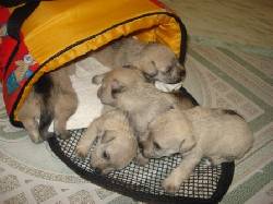 VENTA DE HERMOSOS CACHORROS SCHNAUZER MINIATURA Medellin, Colombia