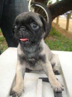 cachorros PUG en venta cali, colombia