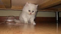 Ultimo:  Hermoso gato persa 100% puros Pasto, Colombia