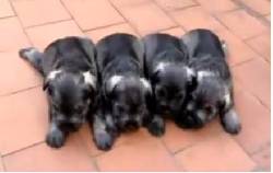 hermosos cachorros schnauzer medellin, colombia