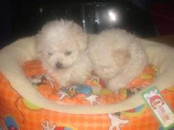 HERMOSAS CACHORRAS FRENCH POODLE MINI TOY BLANCAS BOGOTA, COLOMBIA