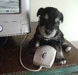 Hermosos cachorros de schnauzer Bogot�, Colombia