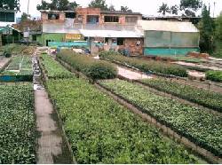 Venta de plntulas y semillas de frutales y otros. BOGOT, COLOMBIA