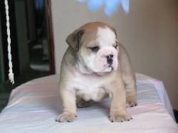hermosos bulldog ingles bogota, Colombia