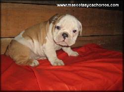 Bulldog  Ingles (Arrugas perfectas, calidad de exp medellin, colombia
