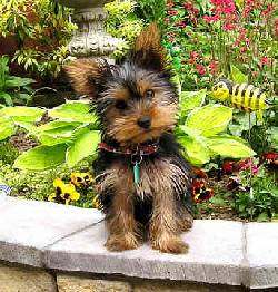 VENDO HERMOSOS CACHORROS YORKSHIRE Bogot, Colombia