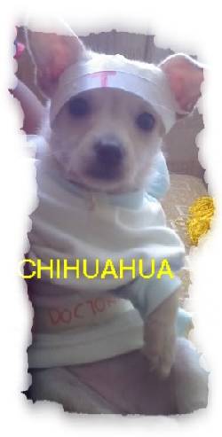 ** CHIHUAHUA 100% PURA PAPA MEXICANO** bogota, colombia