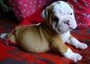 Bulldog Ingls - LA GRANJA CACHORROS Bogot, Colombia