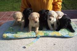 LOS MEJORES CACHORROS LABRADOR RETRIEVER! $100.000 bogota, colombia