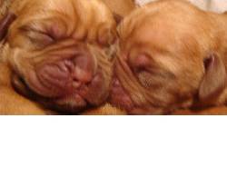 Hermosos cachorros dogo de burdeos Medelln, Colombia