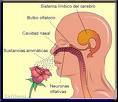 AROMATERAPIA: 