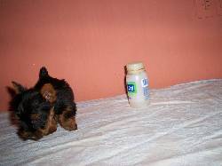 chirrikiticas yorkshire terrier $ 900mil buga, colombia