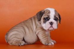 Cachorros de Bulldog Ingles Para Adopcion IIsa Baleares, Espana