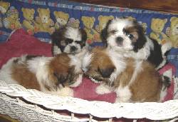 a la venta cachorros shih tzu  bogota, colombia