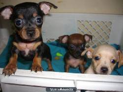 VENTA DE CACHORROS CHIHUAHUAS BOGOT, COLOMBIA