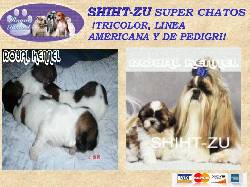 SHIHTZU MINIATURA TRICOLOR DE  ROYAL KENNEL  BOGOTA, COLOMBIA