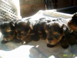 cachorros yorkshire terrier bogota, colombia