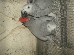 Hermoso loros grises africanos disponibles y aprobados  cadiz, espana