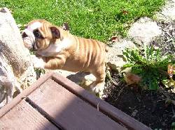 adorabloe Ingl�s bulldogs para amantes de los hoga barcelona, espana