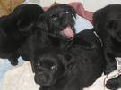 HERMOSOS CACHORROS LABRADOR DOS MESES bogota, colombia