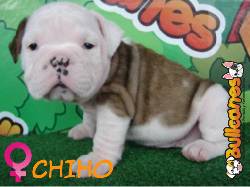 venta de BULLDOG INGLS EN CRIADERO BULLCANES!!! Medellin, Colombia
