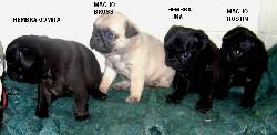 HERMOSOS CACHORROS PUG DE VENTA popayan, colombia