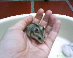 vendo hamster enanos (chinos y rusos) cali, colombia