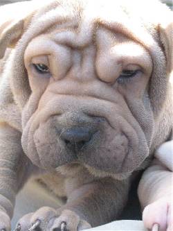 BULLDOG, SHARPEI, SCHNAUZER, ABADESA Medellin, Colombia