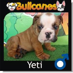 hermosos BULLDOG INGLS Y MINI-BULLDOG EN VENTA!! Medellin, Colombia