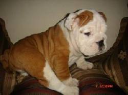  Ingls de alta calidad bulldog cachorro para buen hoga Madrid, Espaa
