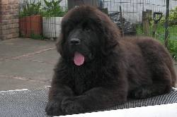 TERRANOVAS DEL GRAN OSO NEGRO ESPECTACULARES CACHORROS  BOGOTA, COLOMBIA