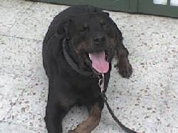 busco cachorra par mi perro  bogota, colombia