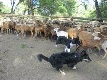 Cachorros Border Collie fusagasuga, colombia