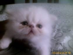 HERMOSOS GATOS PERSA ECONOMICO EN CALI cali, colombia