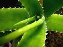 Venta de Aloe Vera Tunja, Colombia
