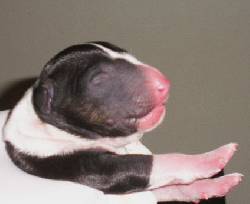 Camada Bull Terrier De Calidad Superior bogota, colombia