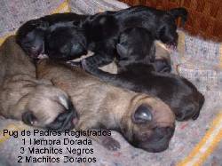 PUG, PROXIMA ACELO. VENDO BOGOTA, COLOMBIA