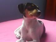 VENDO HERMOSA JACK RUSSELL bogota, colombia