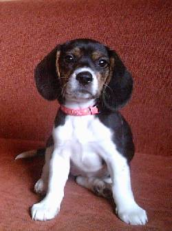 Cachorrita Beagle Bogot�, Colombia