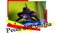 OFERTA  NAVIDEA - Peces Ornamentales PEREIRA, COLOMBIA