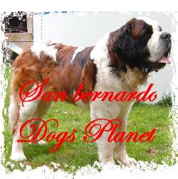 san bernardos cachorros vendo DOGS PLANET +*+*+*+* bogota, colombia
