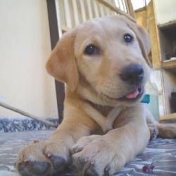 labrador dorado 4 meses  pereira , colombia 
