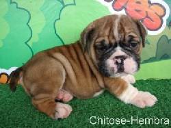 Lindos y tiernos BULLDOG INGLS a la venta!  Medellin, Colombia